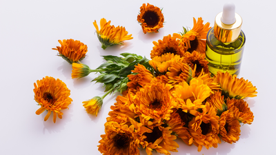 Arnica: The Sunshine Herb for Happy Skin and Natural Healing